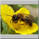 Andrena flavipes - Sandbiene w06.jpg